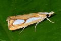 Catoptria pinella